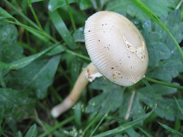 Amanita Battarae 